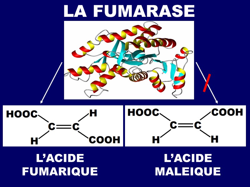 LA FUMARASE L’ACIDE FUMARIQUE L’ACIDE MALEIQUE